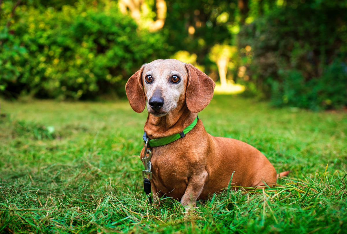 Pet Longevity Explained: Why Probiotics Are One of the Most Cost-Effective Ways to Help Dogs Live Longer - The Hackers Market