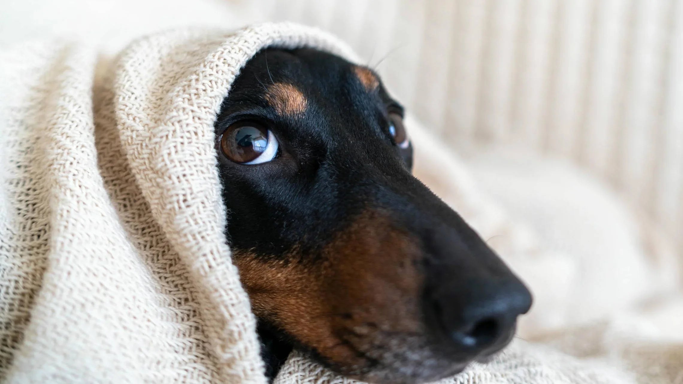 Pet & Garden - The Hackers Market