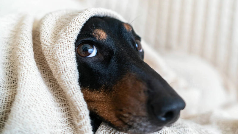 Pet & Garden - The Hackers Market