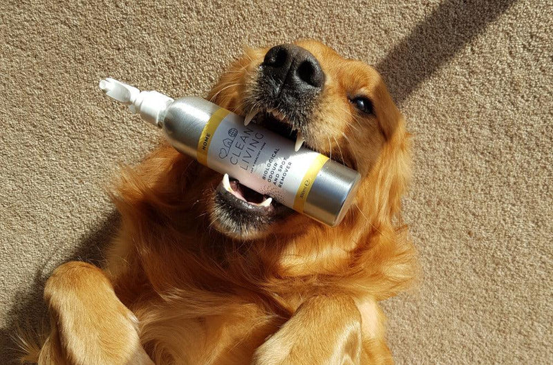 Pet Grooming - The Hackers Market