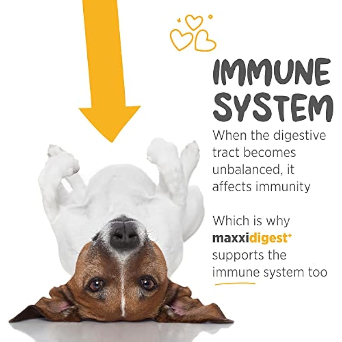 maxxipaws maxxidigest+ Probiotic & Prebiotic Powder Supplement - Digestive & Immune Support for Dogs, 200g by The Hackers Market | The Hackers Market