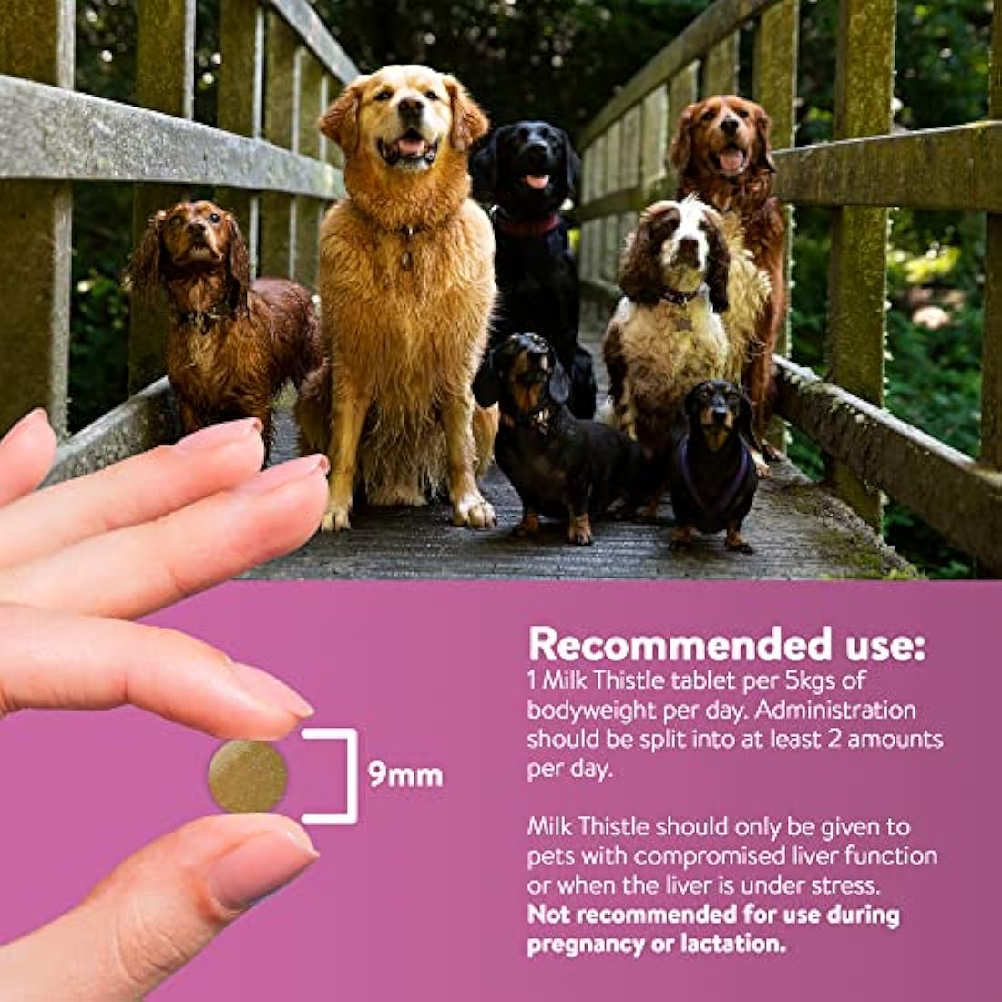 Dorwest Milk Thistle Tablets for Dogs and Cats, 200 Tablets, Supports Liver Function, Antioxidant for Dogs, Immune System Heath, Natural Supplement by The Hackers Market | The Hackers Market