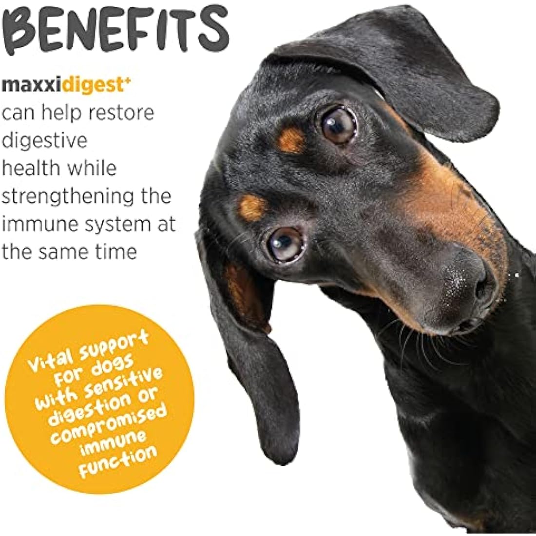 maxxipaws maxxidigest+ Probiotic & Prebiotic Powder Supplement - Digestive & Immune Support for Dogs, 200g by The Hackers Market | The Hackers Market
