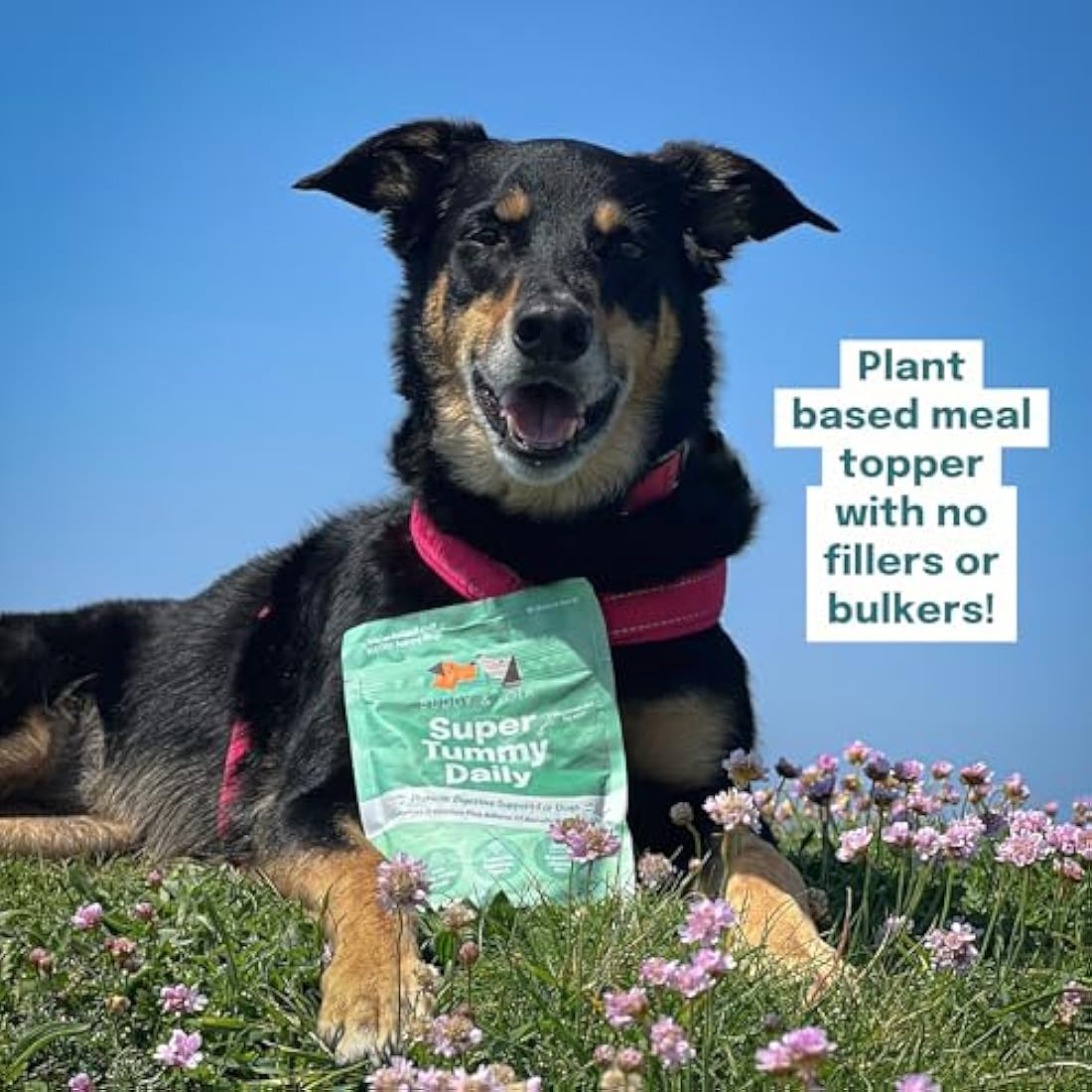 Buddy and Lola Probiotics for Dogs - High CFU Count, Plant-Based Dog Probiotics Powder for Gut Health and Skin Health - Essential Dog Soil Based Probiotic Supplement by The Hackers Market | The Hackers Market