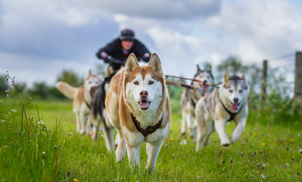 Max Strength Premium Canine Joint Supplement - Adult Working & Performance From