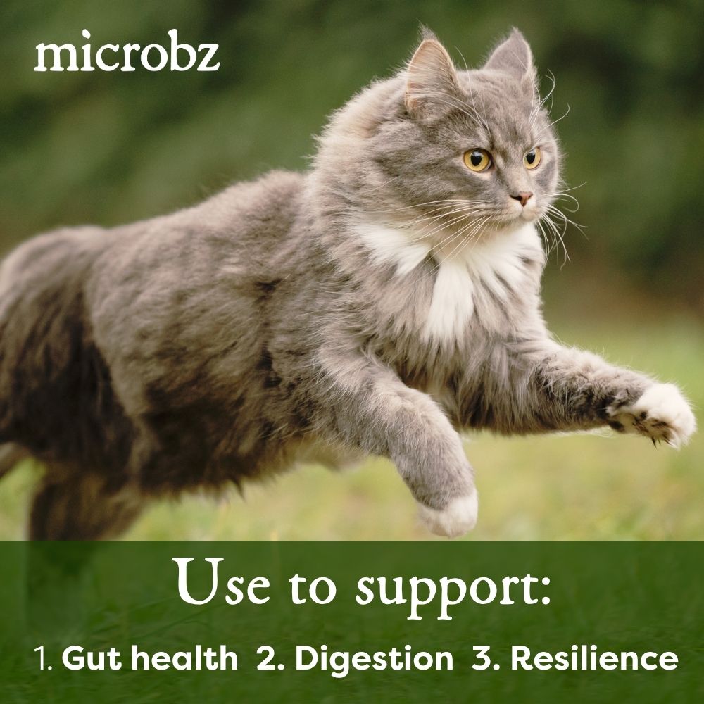 Cat nutrition