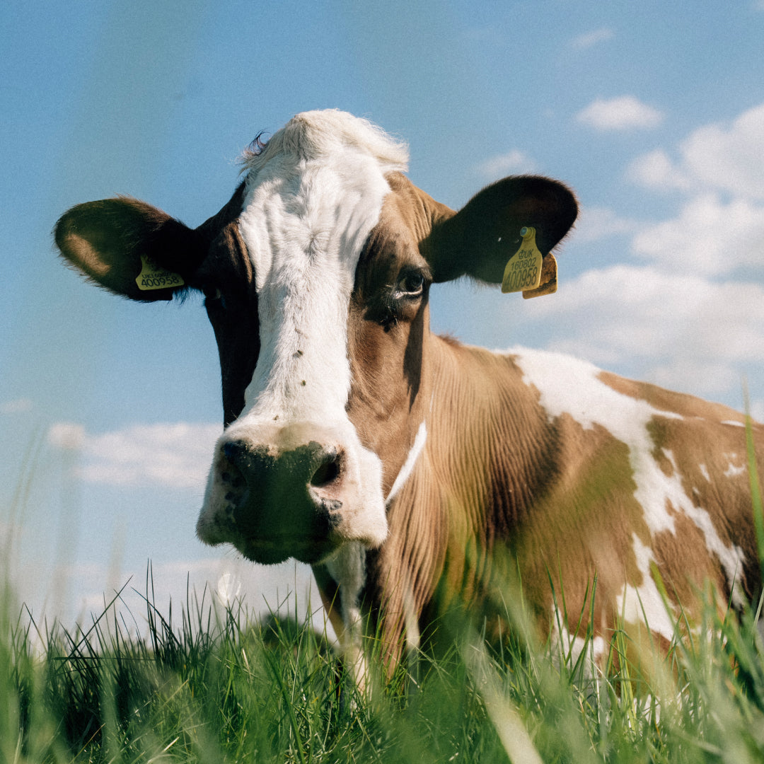 A brown and white cow in a fresh green field, looking at the camera.
