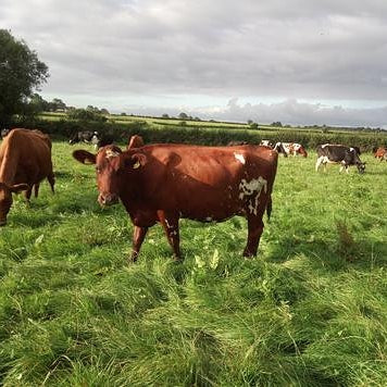 A brown cow in a field with other cows.