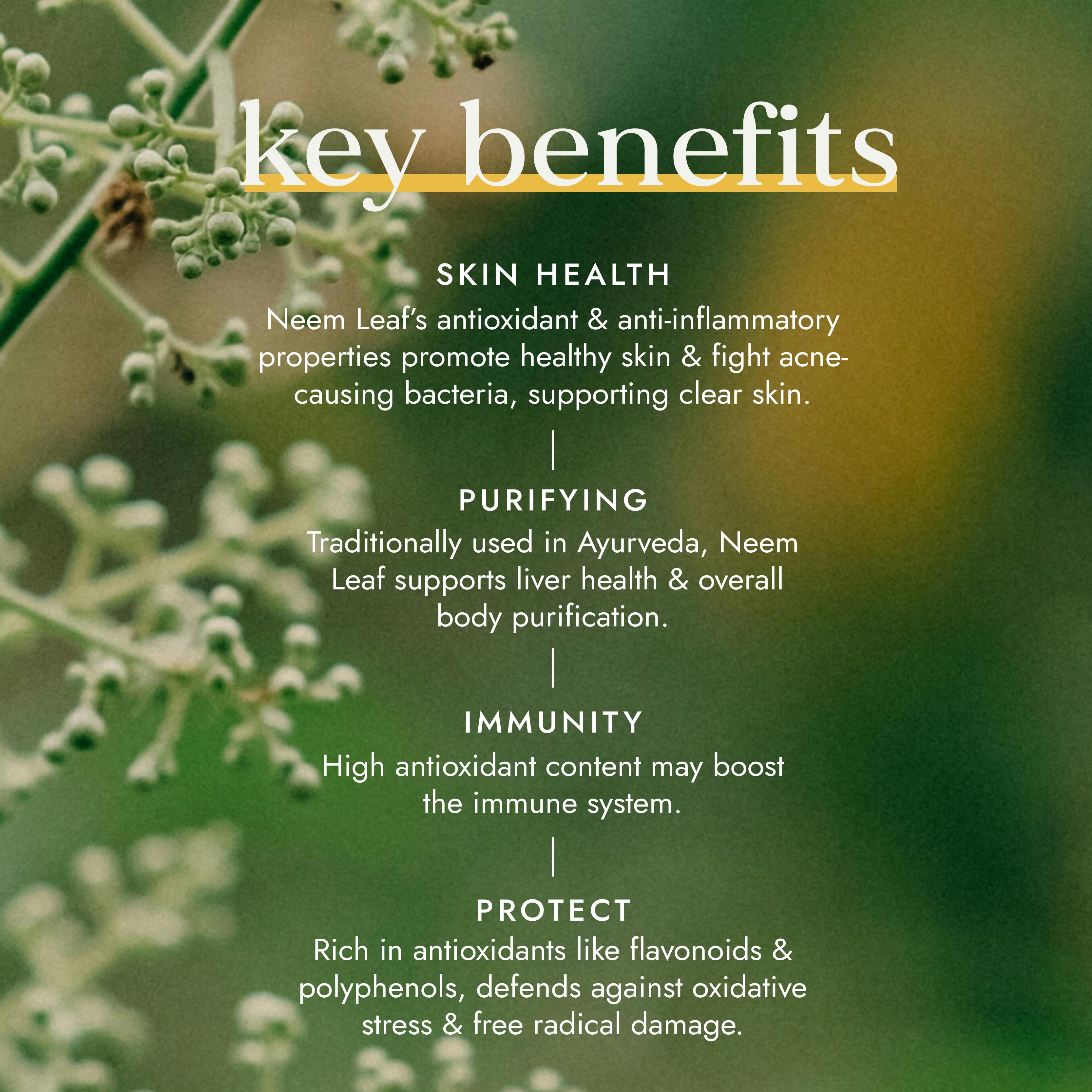Organic Neem Leaf