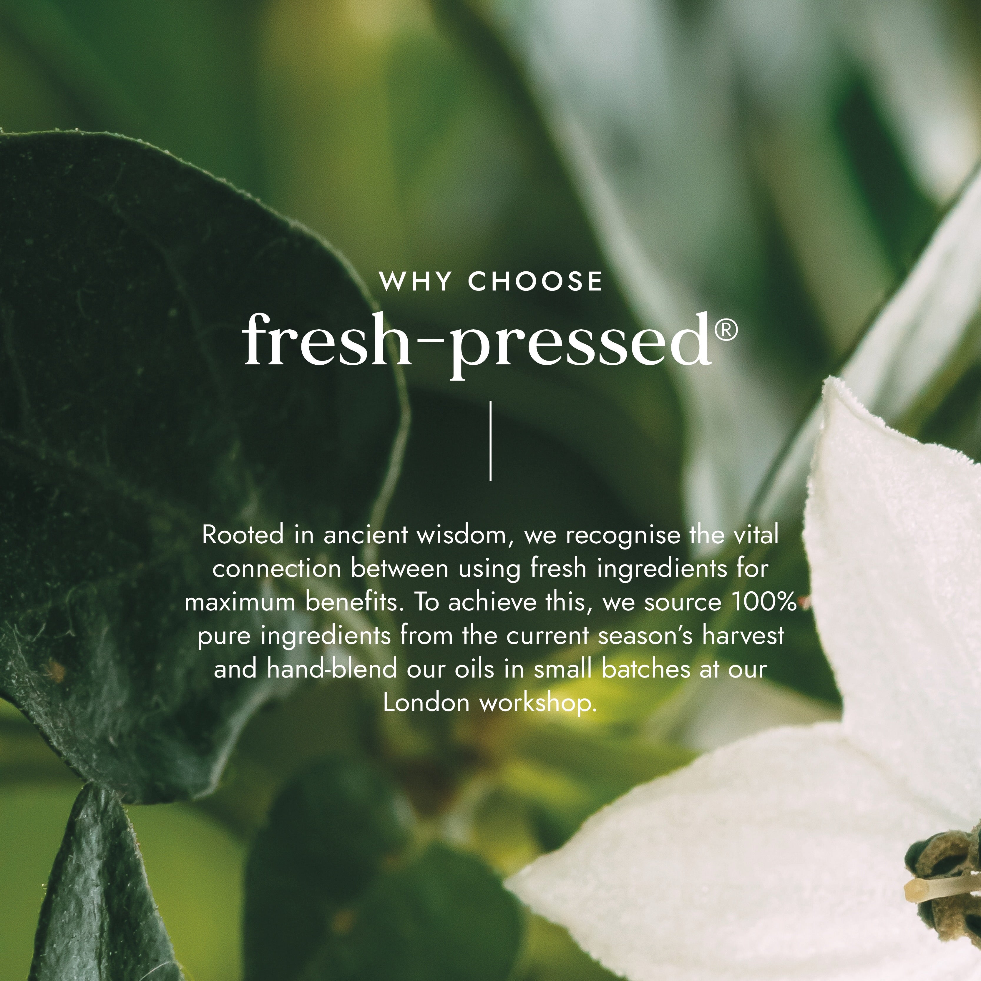 Organic Camellia Oil 100ml