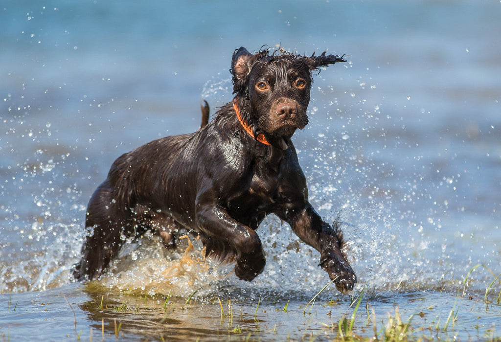 Hip and Joint Dog by Winston and Porter | The Hackers Market