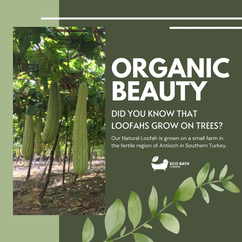 Eco Bath London Natural Loofah Pad - Exfoliating Loofah Bath Sponge for Women and Men