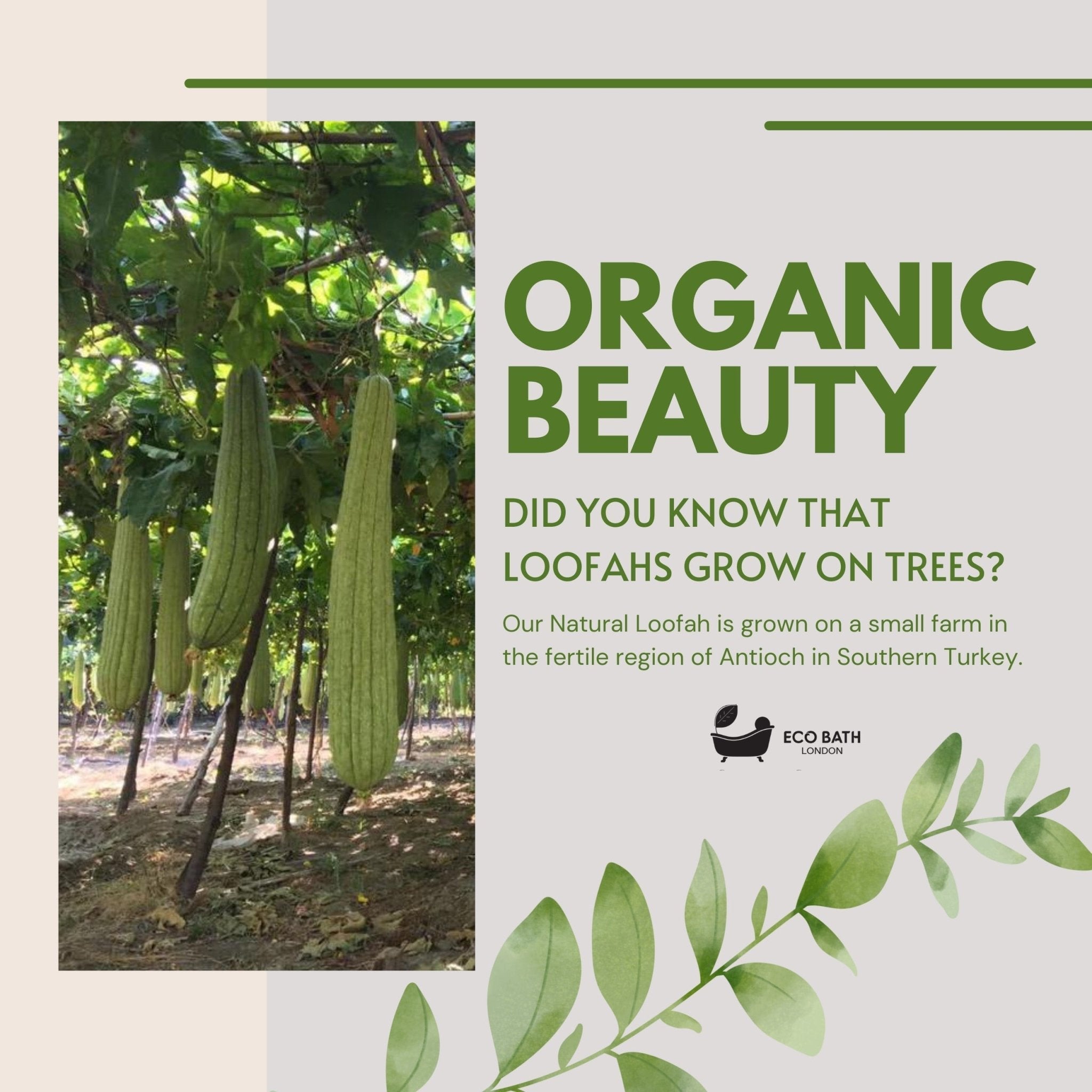 Eco Bath Natural Loofah [Home Grown]