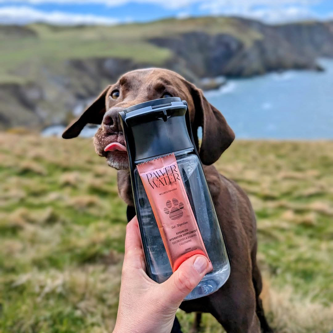 Pawer Water Gut Support (5-sticks Pouch) by Pawer Water | The Hackers Market