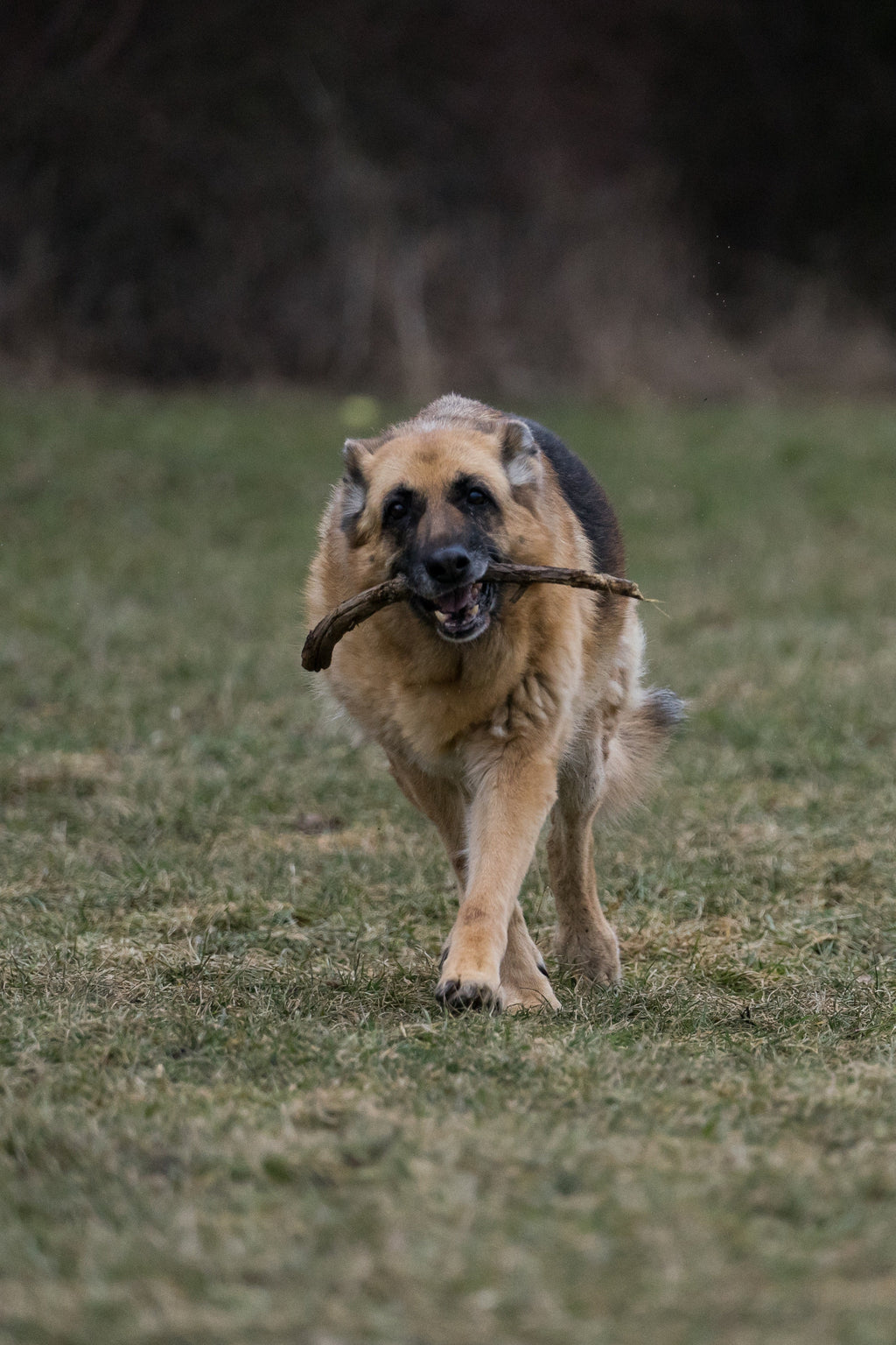 Max Strength Plus Premium Canine Joint Supplement From by Winston and Porter | The Hackers Market
