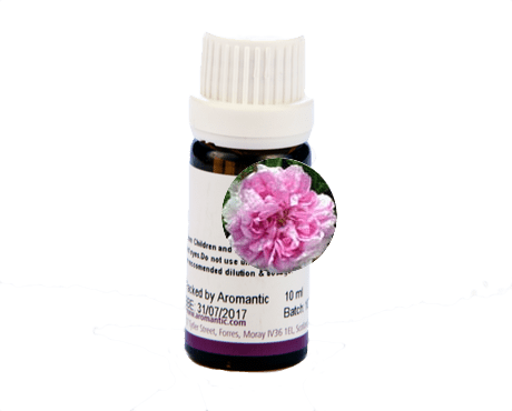 Rose de Mai Absolute